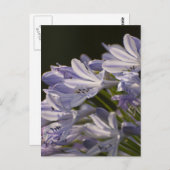 Blue Hostas Briefkaart (Voorkant / Achterkant)