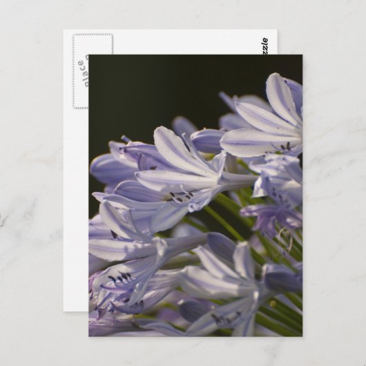 Blue Hostas Briefkaart (Voorkant / Achterkant)