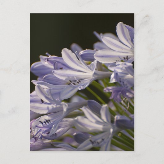Blue Hostas Briefkaart (Voorkant)