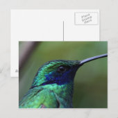 Blue Humming Bird Briefkaart (Voorkant / Achterkant)