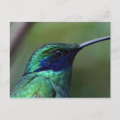 Blue Humming Bird Briefkaart (Voorkant)