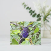 Blue Hummingbird Foto Briefkaart (Staand voorkant)