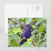 Blue Hummingbird Foto Briefkaart (Voorkant / Achterkant)