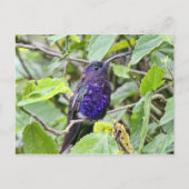 Blue Hummingbird Foto Briefkaart (Voorkant)