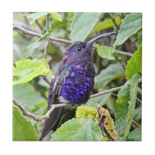 Blue Hummingbird Foto Tegeltje (Voorkant)