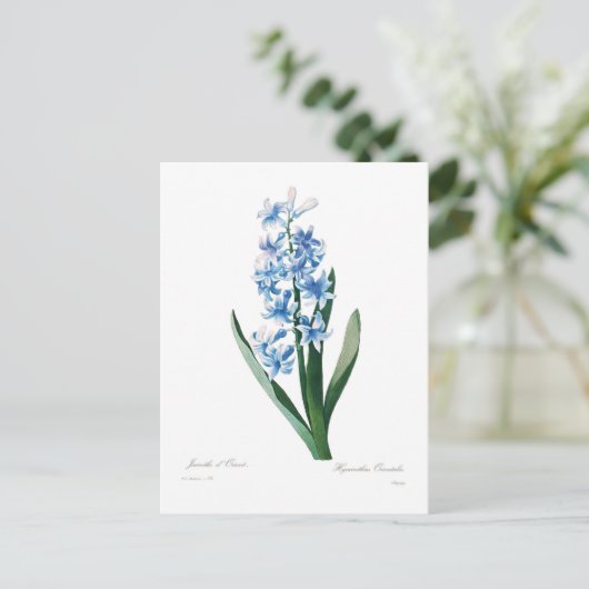 Blue Hyacinth Briefkaart (Staand voorkant)