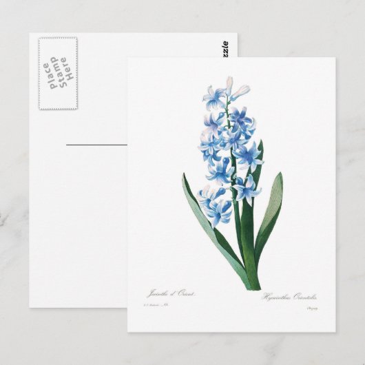 Blue Hyacinth Briefkaart (Voorkant / Achterkant)