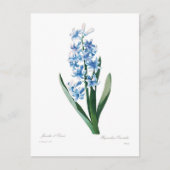 Blue Hyacinth Briefkaart (Voorkant)