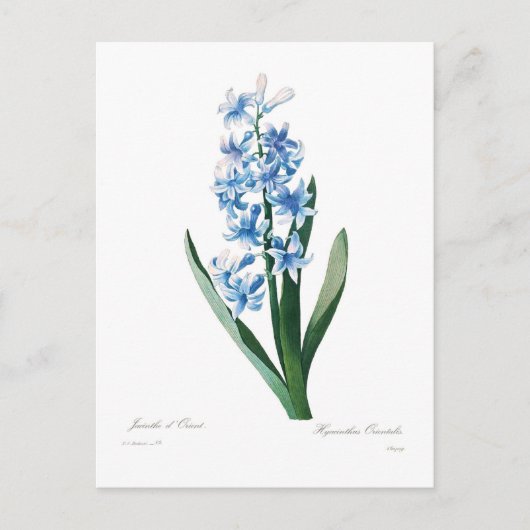Blue Hyacinth Briefkaart (Voorkant)