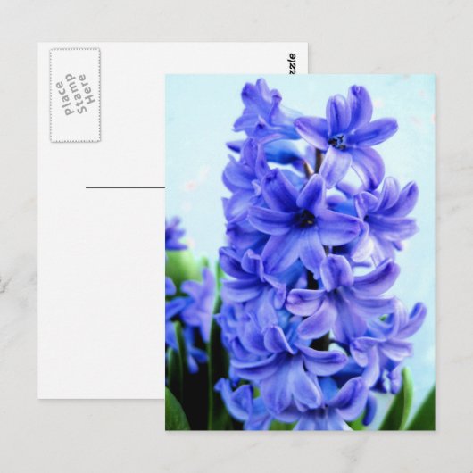 Blue Hyacinth Briefkaart (Voorkant / Achterkant)