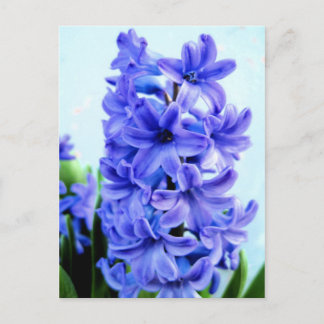 Blue Hyacinth Briefkaart