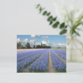 Blue Hyacinth Flowers in Field Holland Briefkaart (Staand voorkant)
