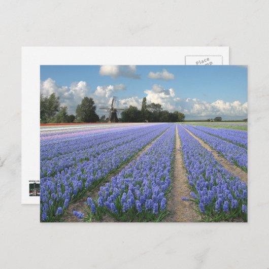 Blue Hyacinth Flowers in Field Holland Briefkaart (Voorkant / Achterkant)
