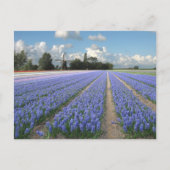 Blue Hyacinth Flowers in Field Holland Briefkaart (Voorkant)