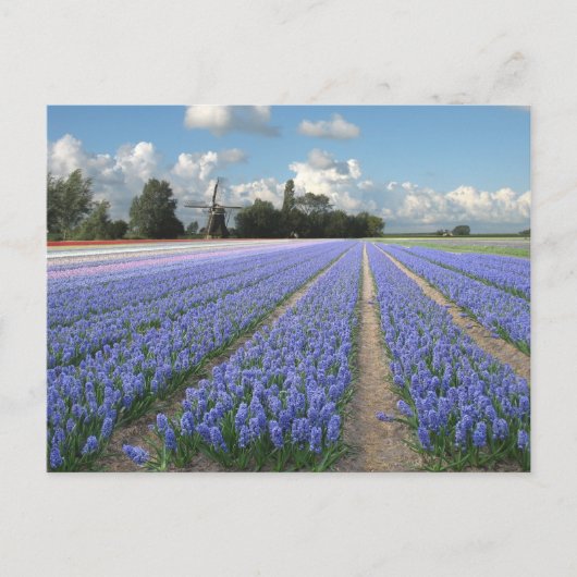 Blue Hyacinth Flowers in Field Holland Briefkaart (Voorkant)