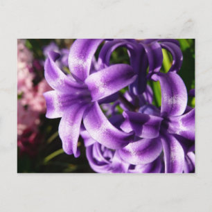 Blue Hyacinth I Spring Floral Briefkaart