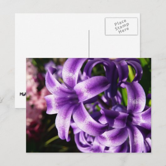 Blue Hyacinth I Spring Floral Briefkaart (Voorkant / Achterkant)
