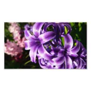 Blue Hyacinth I Spring Floral Foto Afdruk