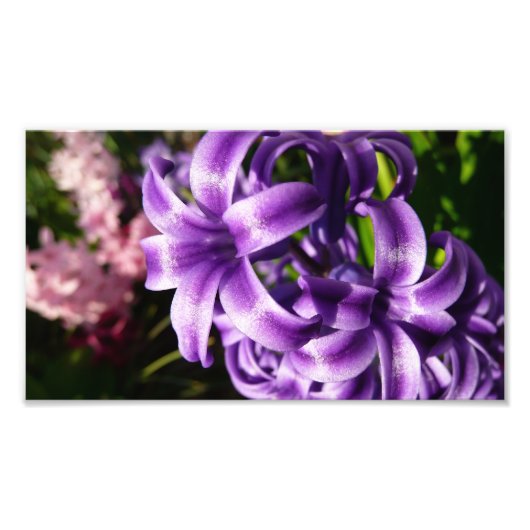 Blue Hyacinth I Spring Floral Foto Afdruk (Voorkant)