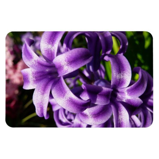 Blue Hyacinth I Spring Floral Magneet (Horizontaal)