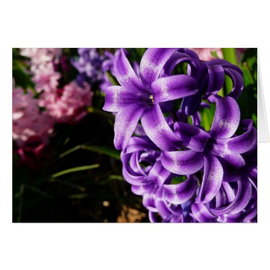 Blue Hyacinth II Spring Floral (Voorkant Horizontaal)