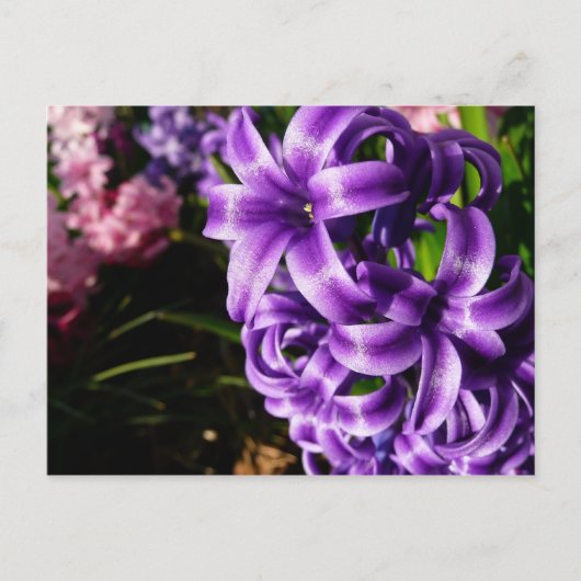 Blue Hyacinth II Spring Floral Briefkaart (Voorkant)