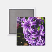 Blue Hyacinth II Spring Floral Magneet (Voorkant / Achterkant)