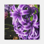 Blue Hyacinth II Spring Floral Magneet (Voorkant)