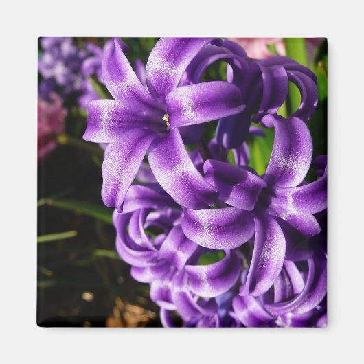 Blue Hyacinth II Spring Floral Magneet (Voorkant)