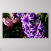 Blue Hyacinth II Spring Floral Poster (Voorkant)