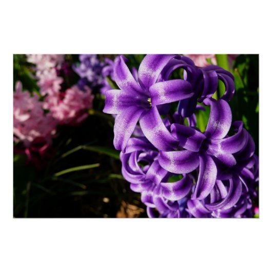 Blue Hyacinth II Spring Floral Poster (Voorkant)