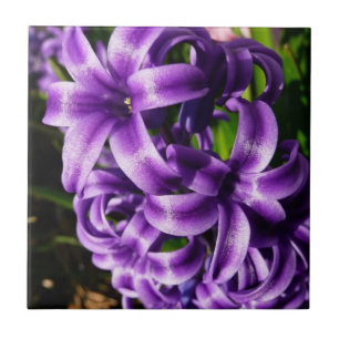 Blue Hyacinth II Spring Floral Tegeltje
