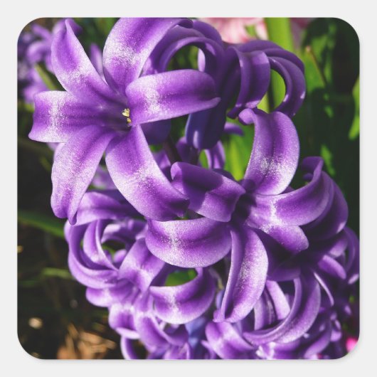 Blue Hyacinth II Spring Floral Vierkante Sticker (Voorkant)