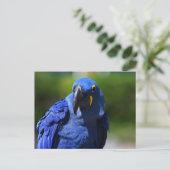 Blue Hyacinth Macaw Briefkaart (Staand voorkant)