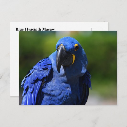 Blue Hyacinth Macaw Briefkaart (Voorkant / Achterkant)