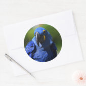 Blue Hyacinth Macaw Classic Round Sticker (Envelop)