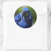 Blue Hyacinth Macaw Classic Round Sticker (Tas)