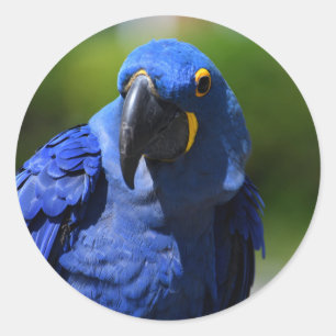 Blue Hyacinth Macaw Classic Round Sticker