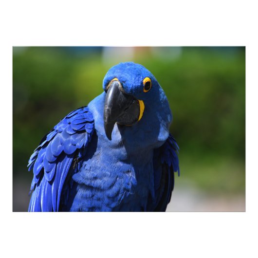 Blue Hyacinth Macaw Foto Afdruk (Voorkant)