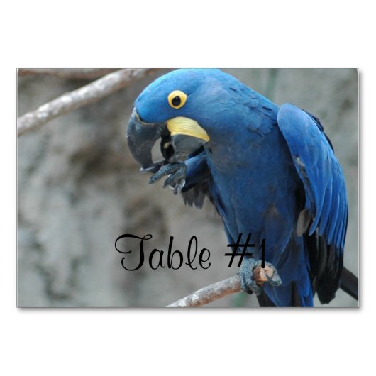 Blue Hyacinth Macaw Kaart (Voorkant)