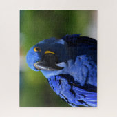 Blue Hyacinth Macaw Legpuzzel (Verticaal)