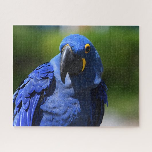 Blue Hyacinth Macaw Legpuzzel (Horizontaal)