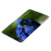 Blue Hyacinth Macaw Magneet (Linkerzijde)