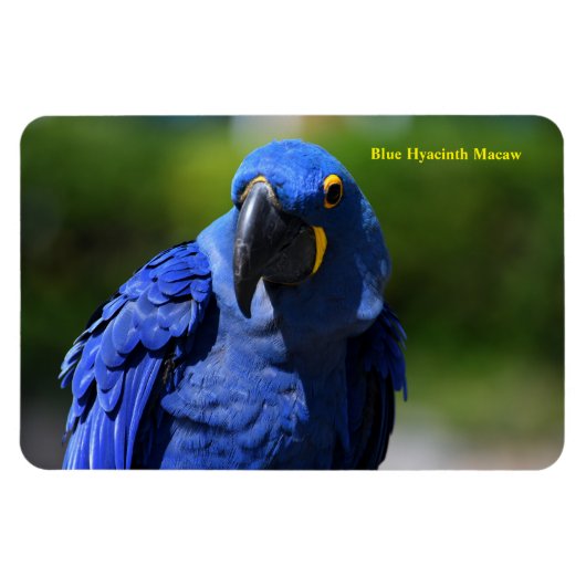 Blue Hyacinth Macaw Magneet (Horizontaal)
