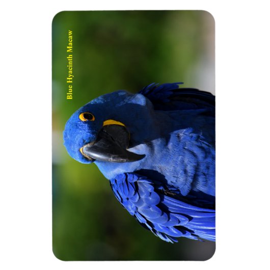 Blue Hyacinth Macaw Magneet (Verticaal)