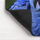 Blue Hyacinth Macaw Muismat (Hoek)