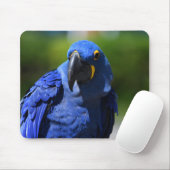 Blue Hyacinth Macaw Muismat (Met muis)