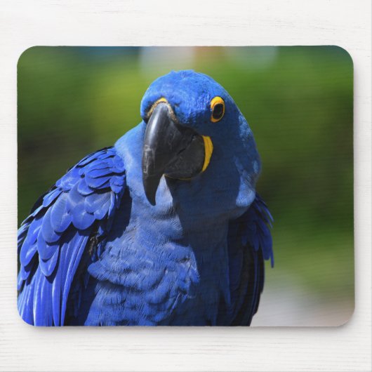 Blue Hyacinth Macaw Muismat (Voorkant)