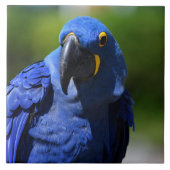 Blue Hyacinth Macaw Tegeltje (Voorkant)