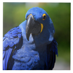 Blue Hyacinth Macaw Tegeltje